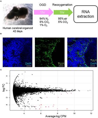 Gene Expression Profiles of Human Cerebral Organoids Identify PPAR Pathway and PKM2 as Key Markers for Oxygen-Glucose Deprivation and Reoxygenation